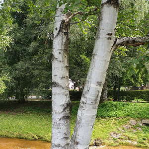 Baum-Stimmgabel
