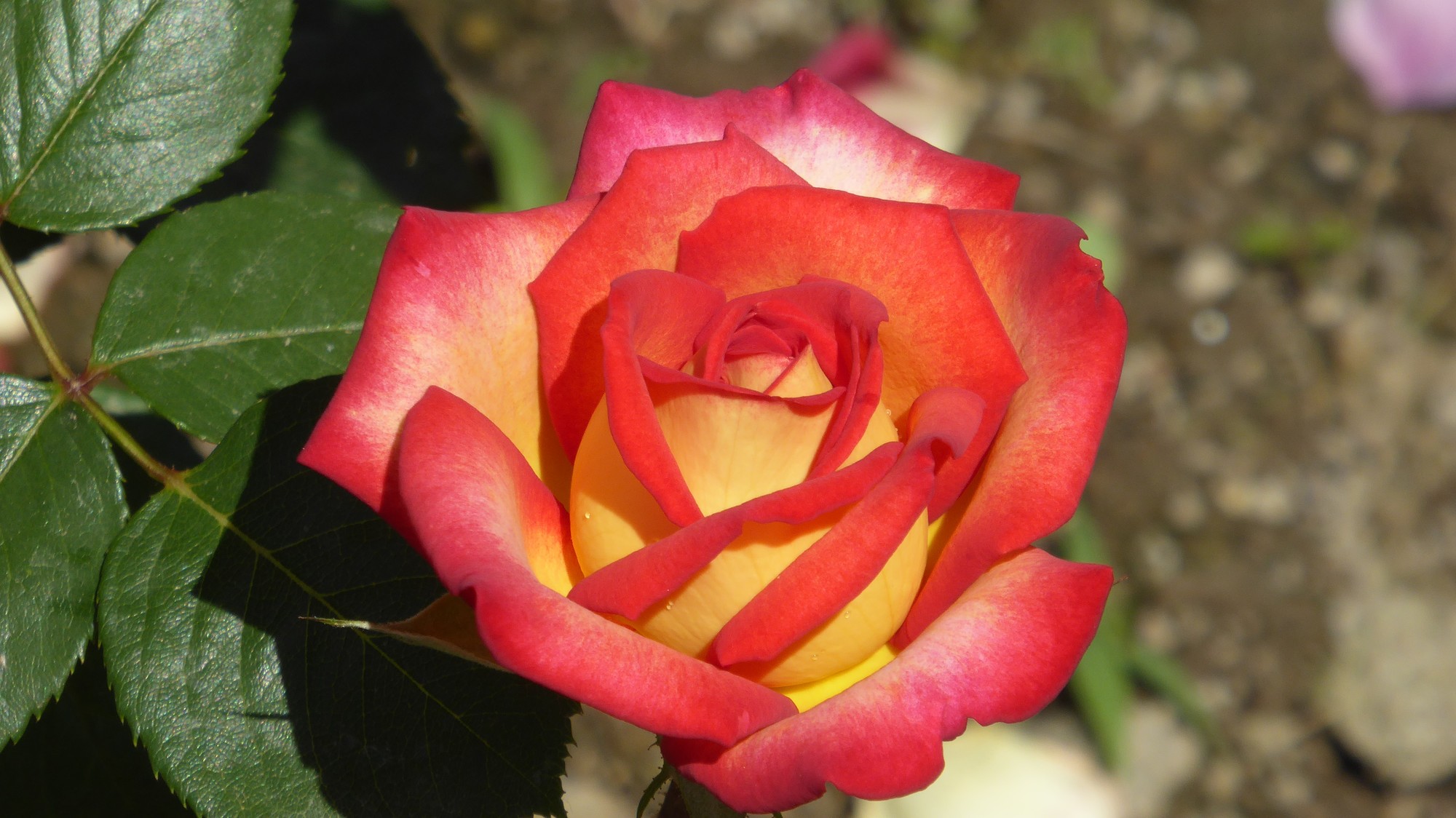 Rose im Pfarrgarten