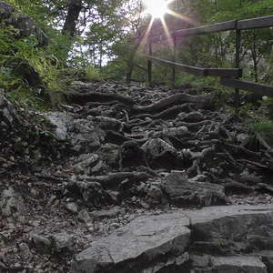 Sonnenstern