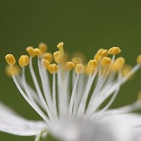 Blüte